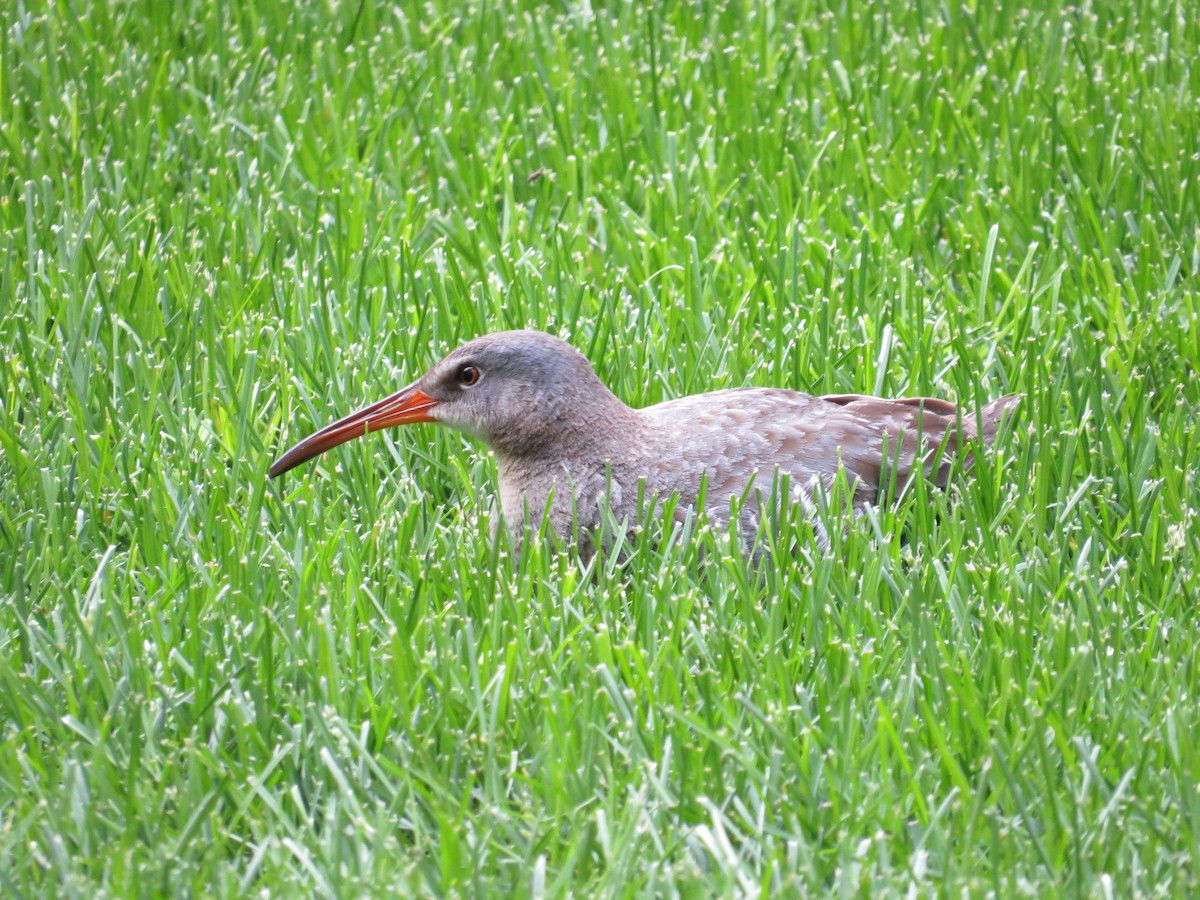 Clapper Rail - ML337181021