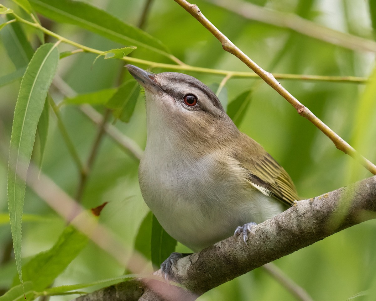 Red-eyed Vireo - ML337181161
