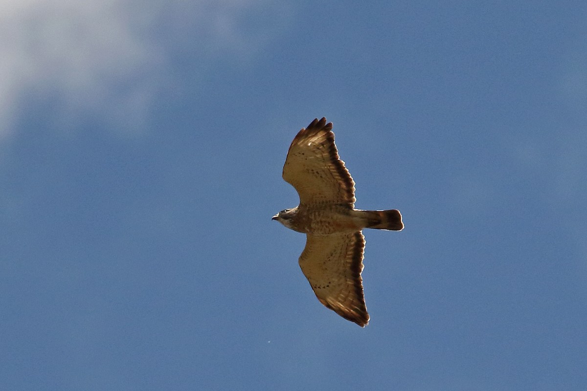 Broad-winged Hawk - ML337181241