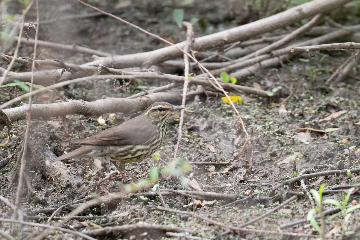 Northern Waterthrush - ML337181601