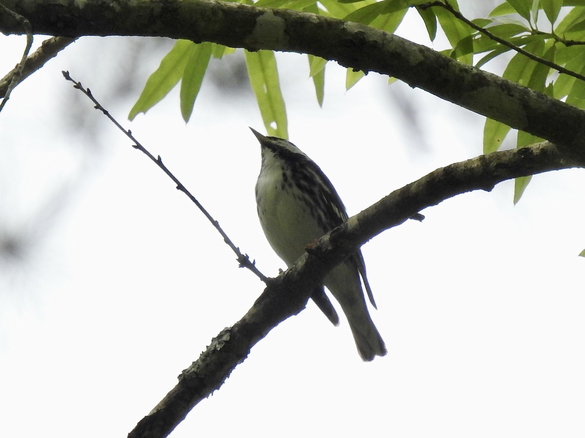 Blackpoll Warbler - ML337181651