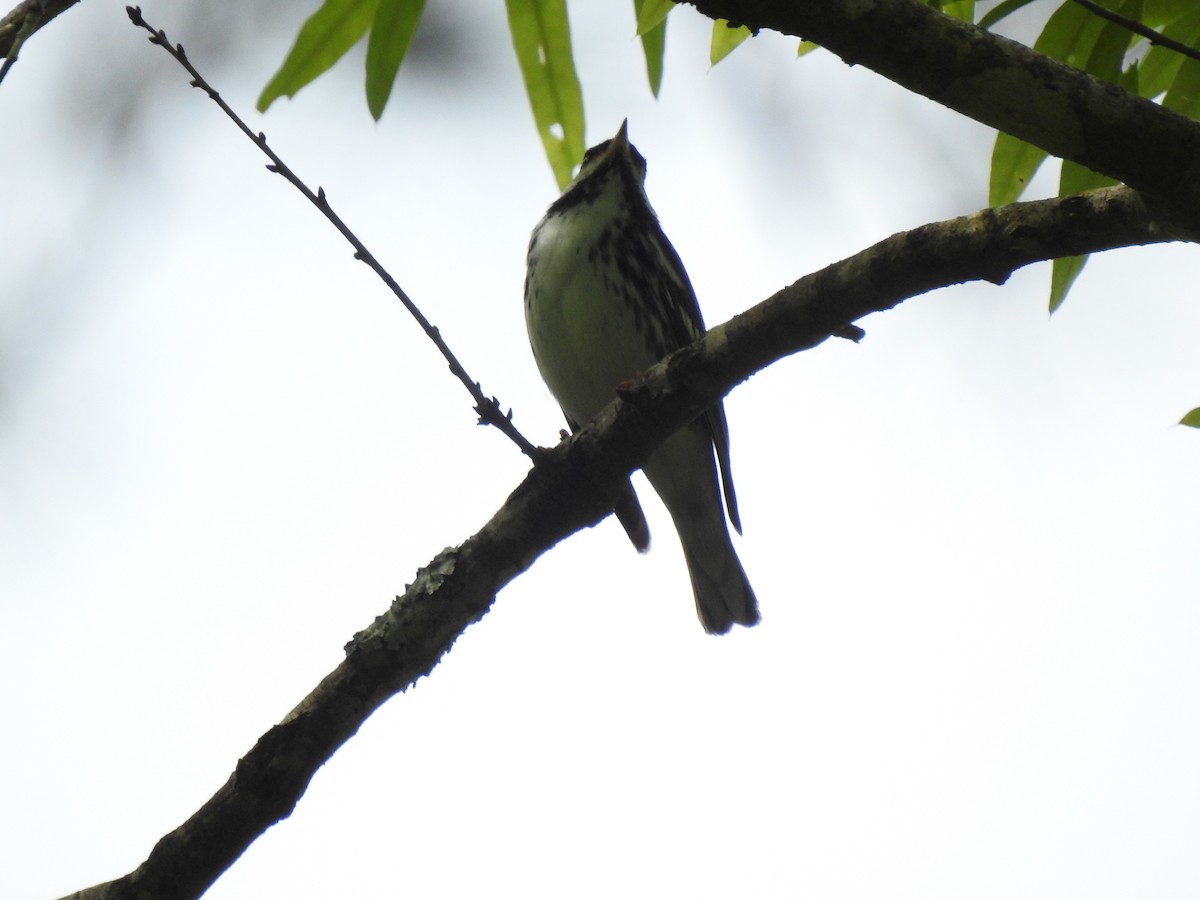 Blackpoll Warbler - ML337181711