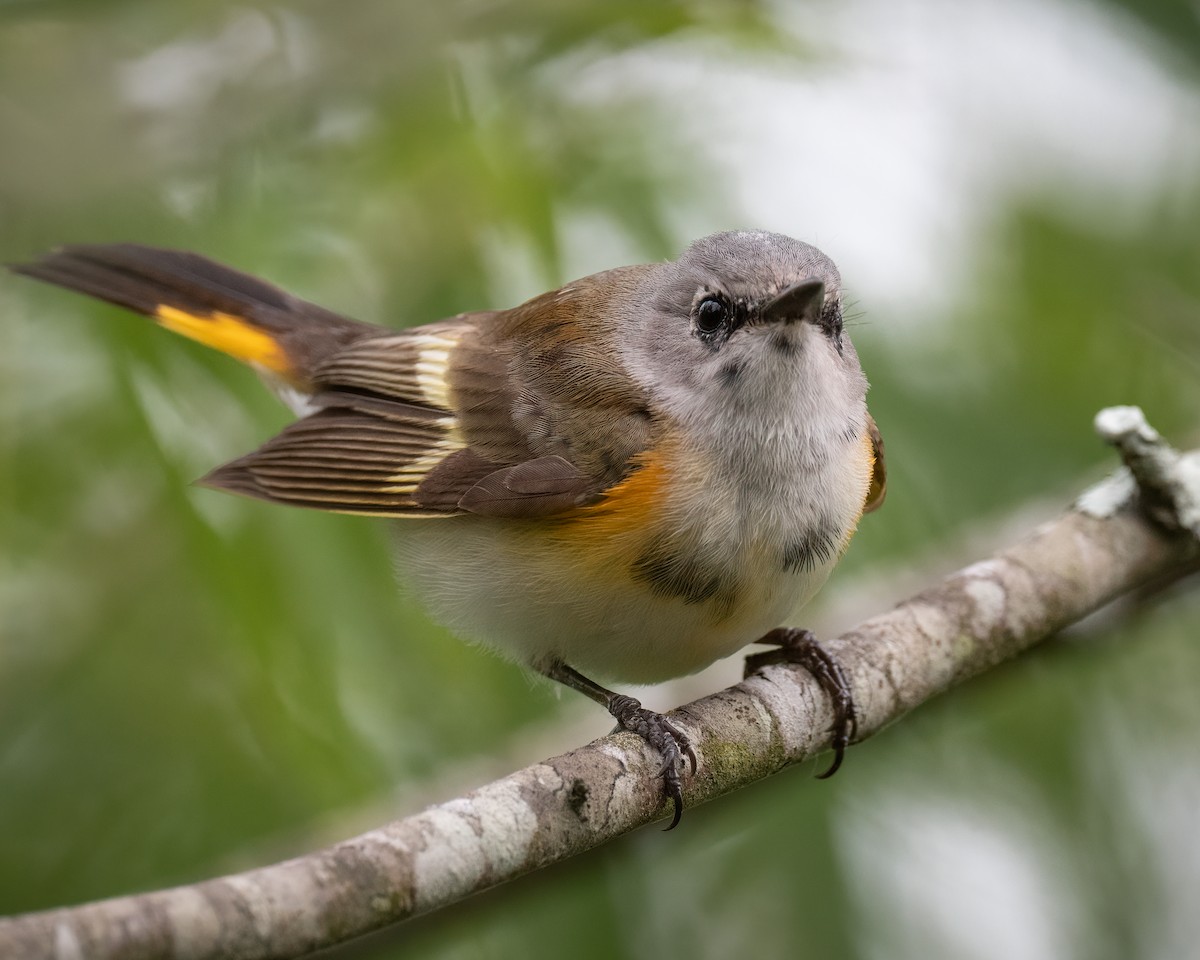 American Redstart - ML337181891