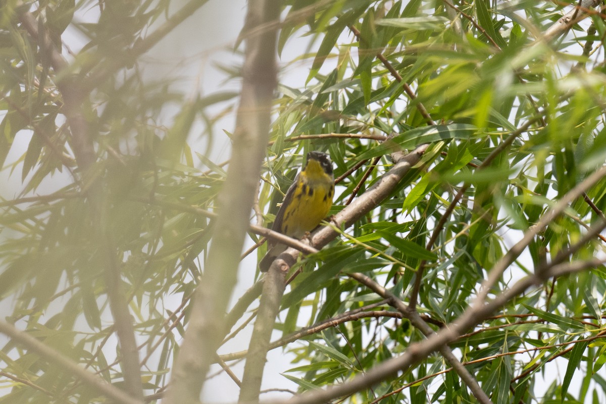 Magnolia Warbler - ML337182271