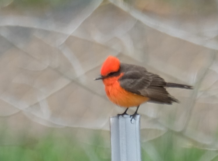 Vermilion Flycatcher - ML337182931