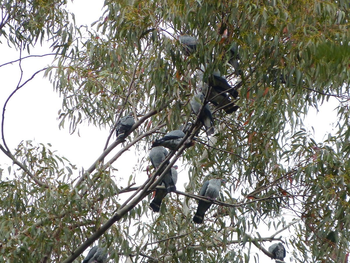 Topknot Pigeon - ML33718441