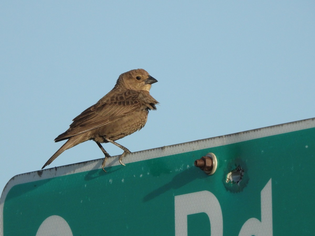 Brown-headed Cowbird - ML337185501