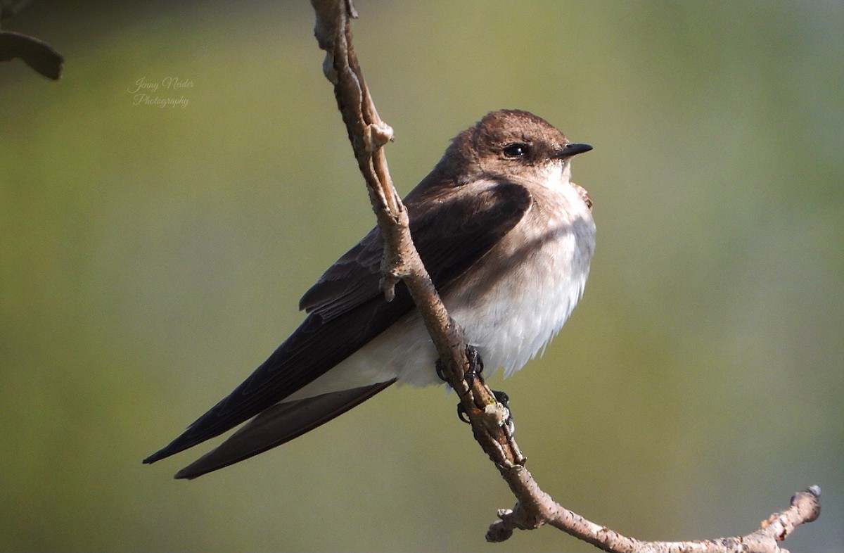 Northern Rough-winged Swallow - Jennifer Neider