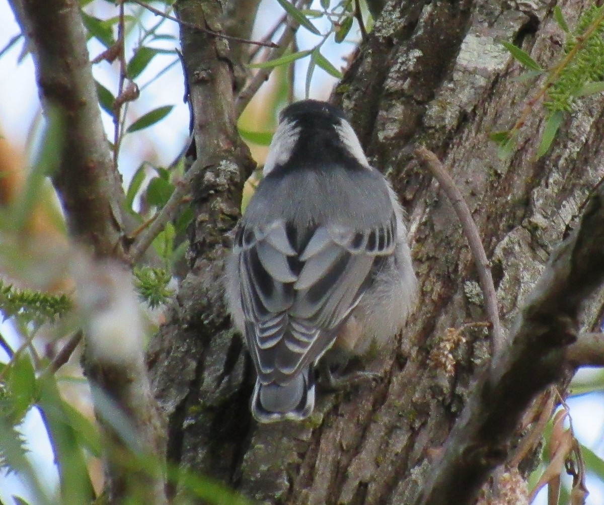 White-breasted Nuthatch - ML337186861
