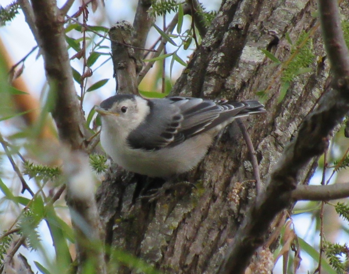 White-breasted Nuthatch - ML337186871