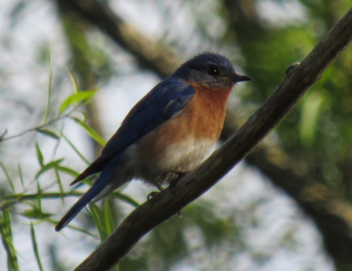 Eastern Bluebird - ML337187411