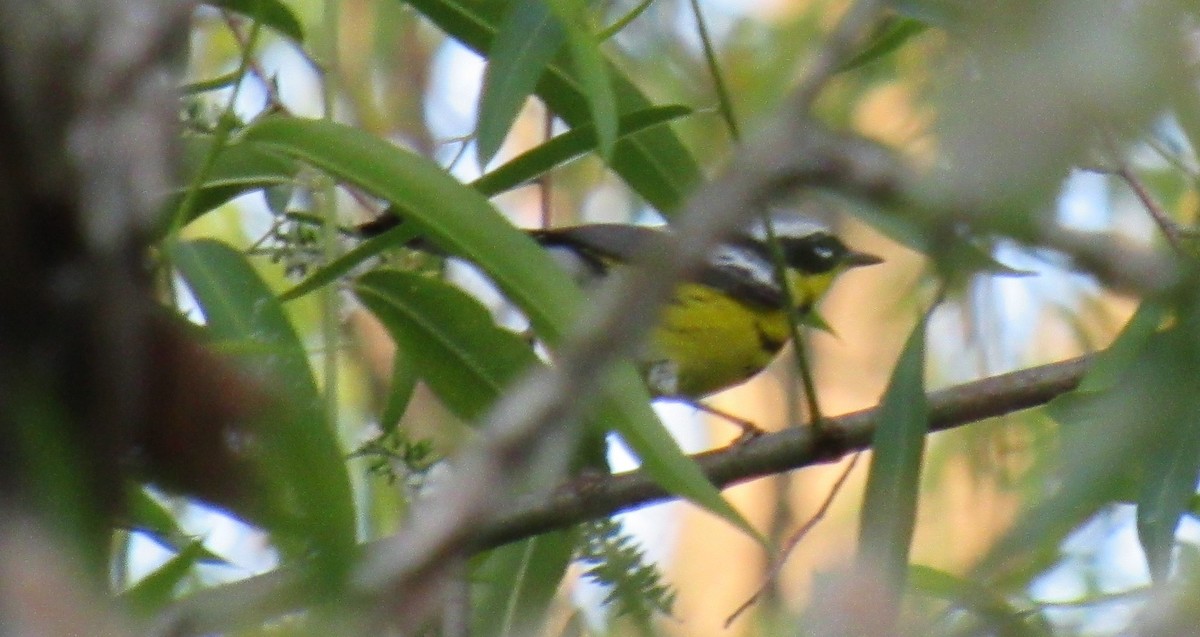 Magnolia Warbler - ML337188571