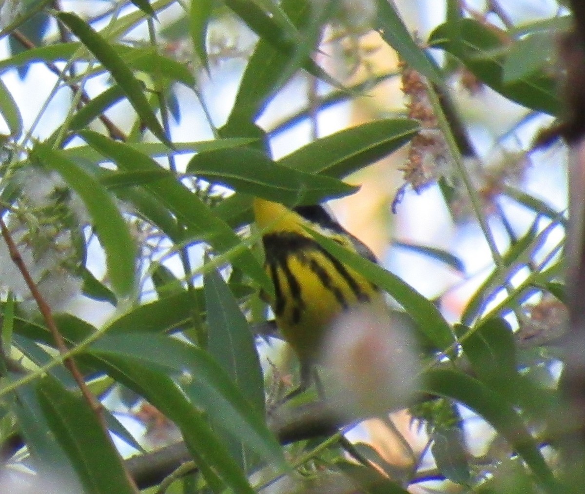 Magnolia Warbler - ML337188581