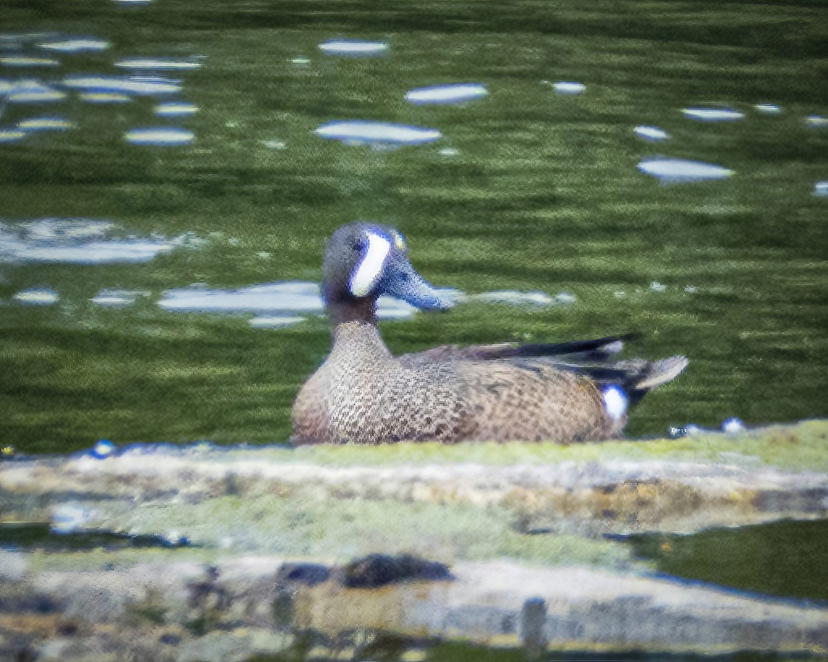 Blue-winged Teal - James Kendall