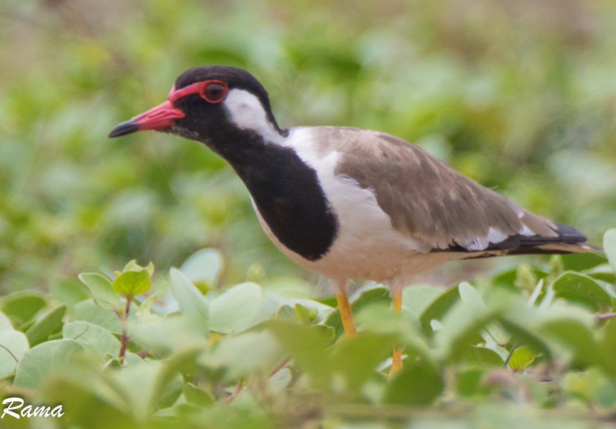 Red-wattled Lapwing - ML33718931