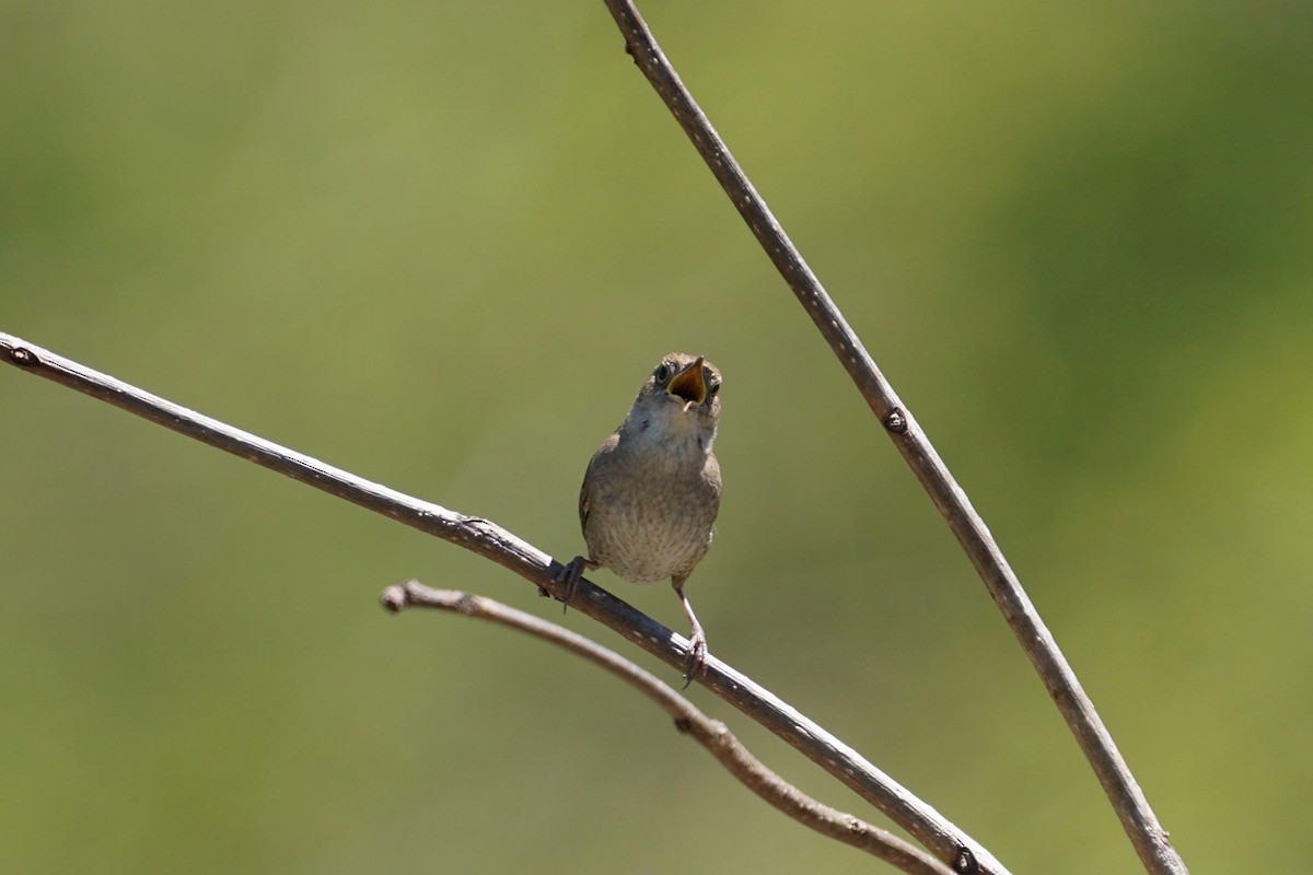 House Wren - ML337189761