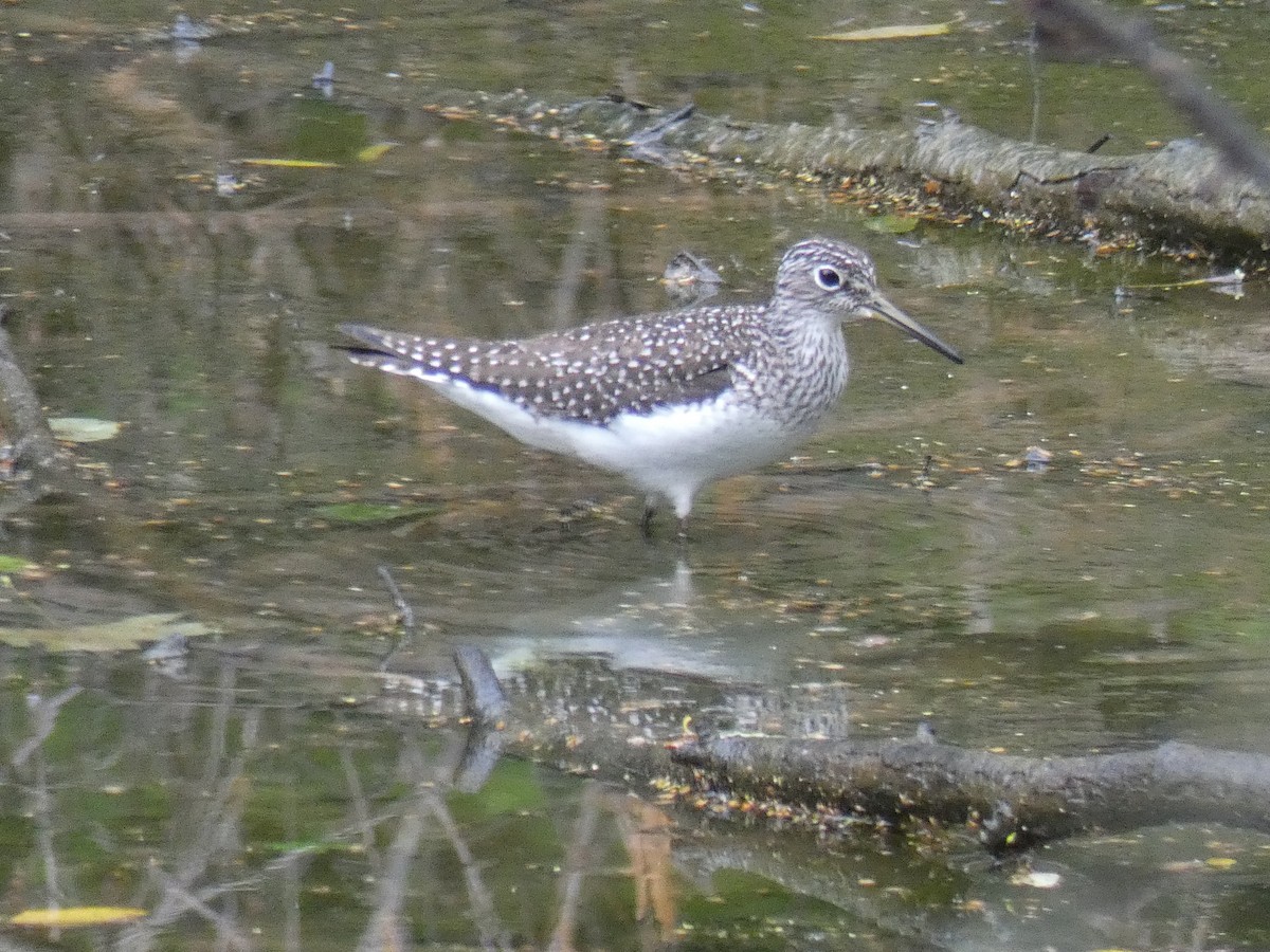 Solitary Sandpiper - Jean Ells