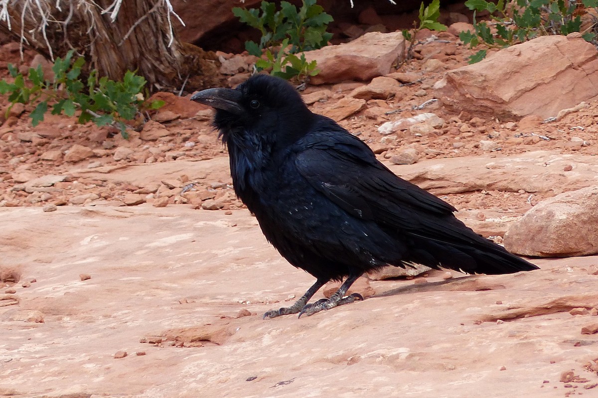 Common Raven - Chad Fike