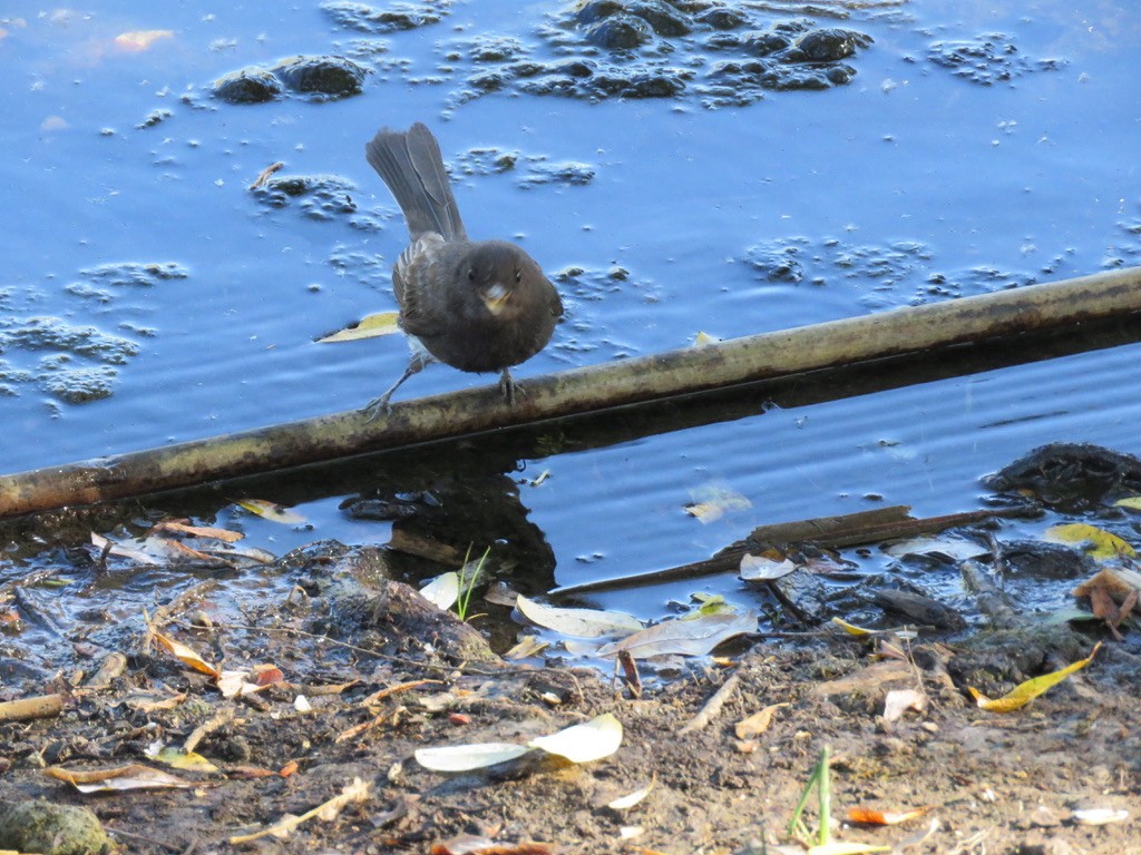 Black Phoebe - ML337191791