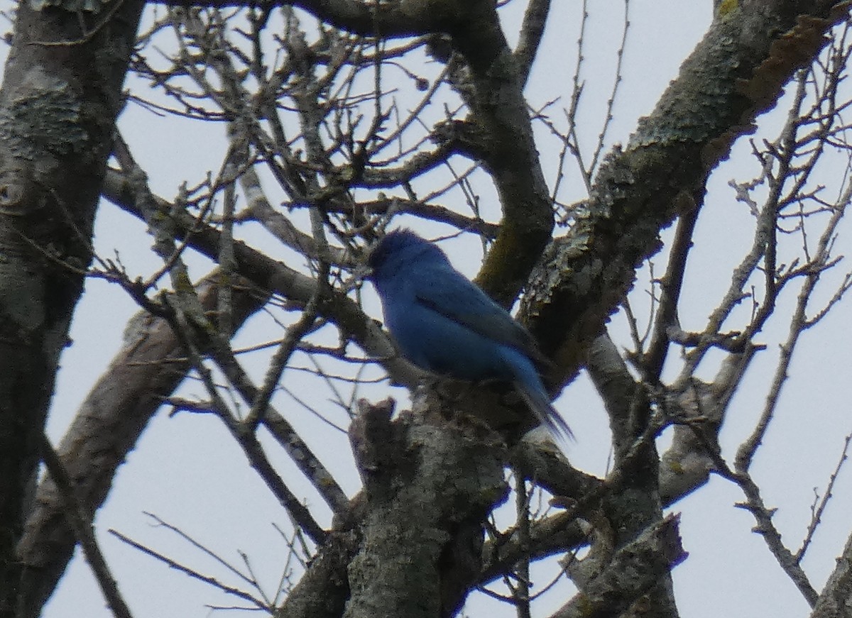Indigo Bunting - ML337192141