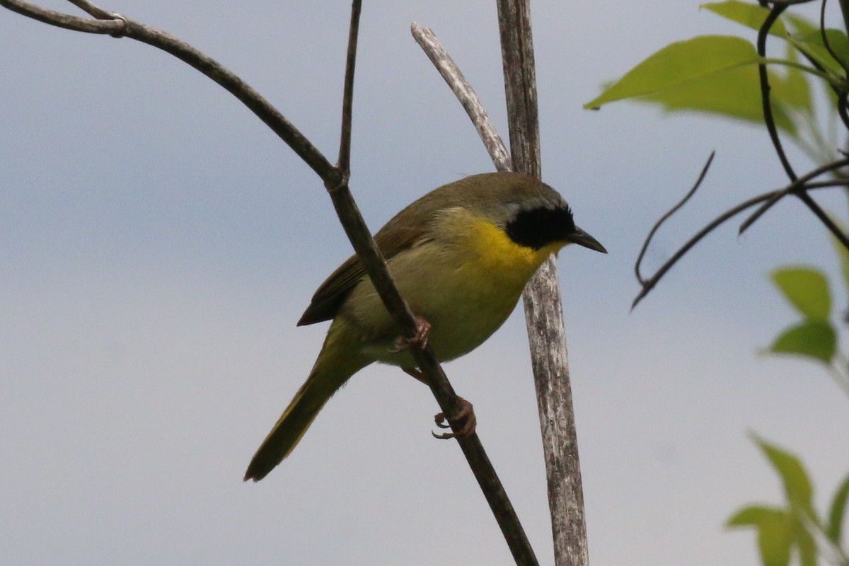 Common Yellowthroat - ML337193651