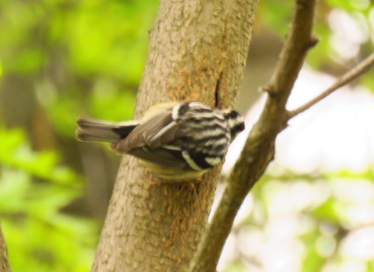 Black-and-white Warbler - ML337195341