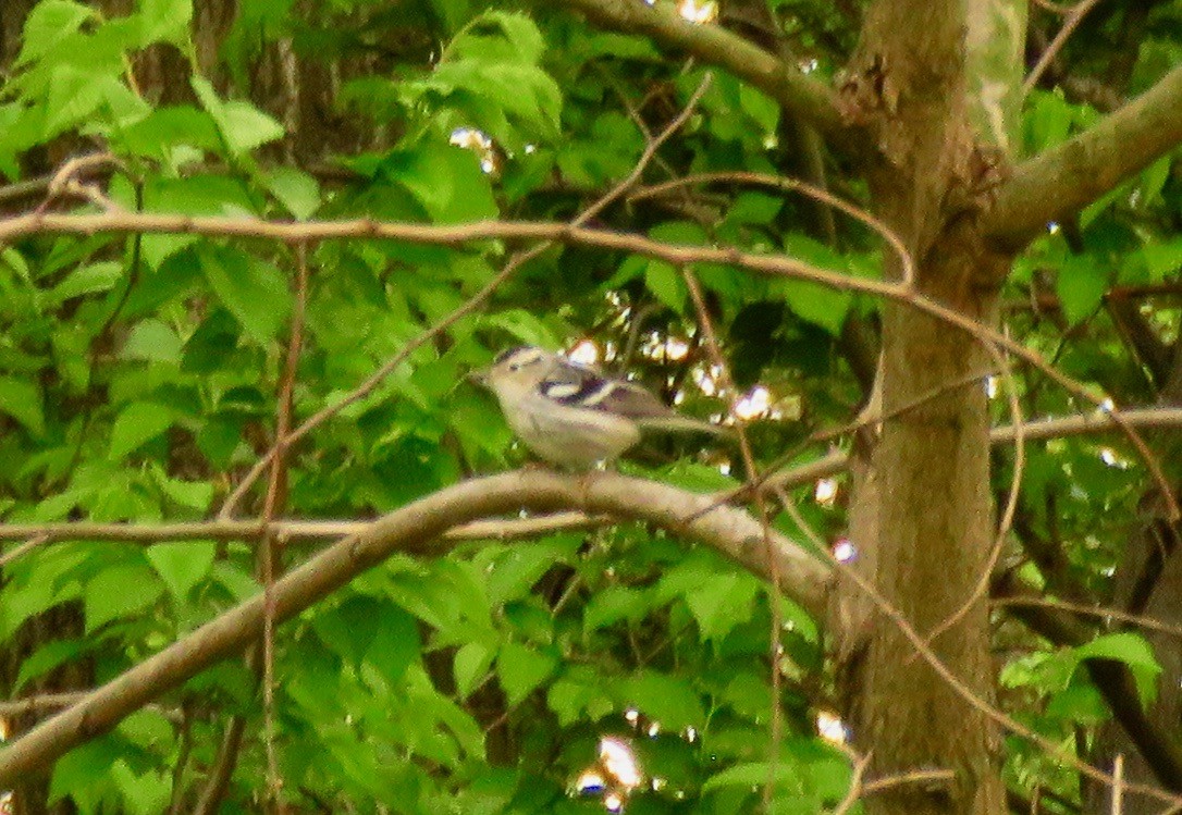Black-and-white Warbler - ML337195411