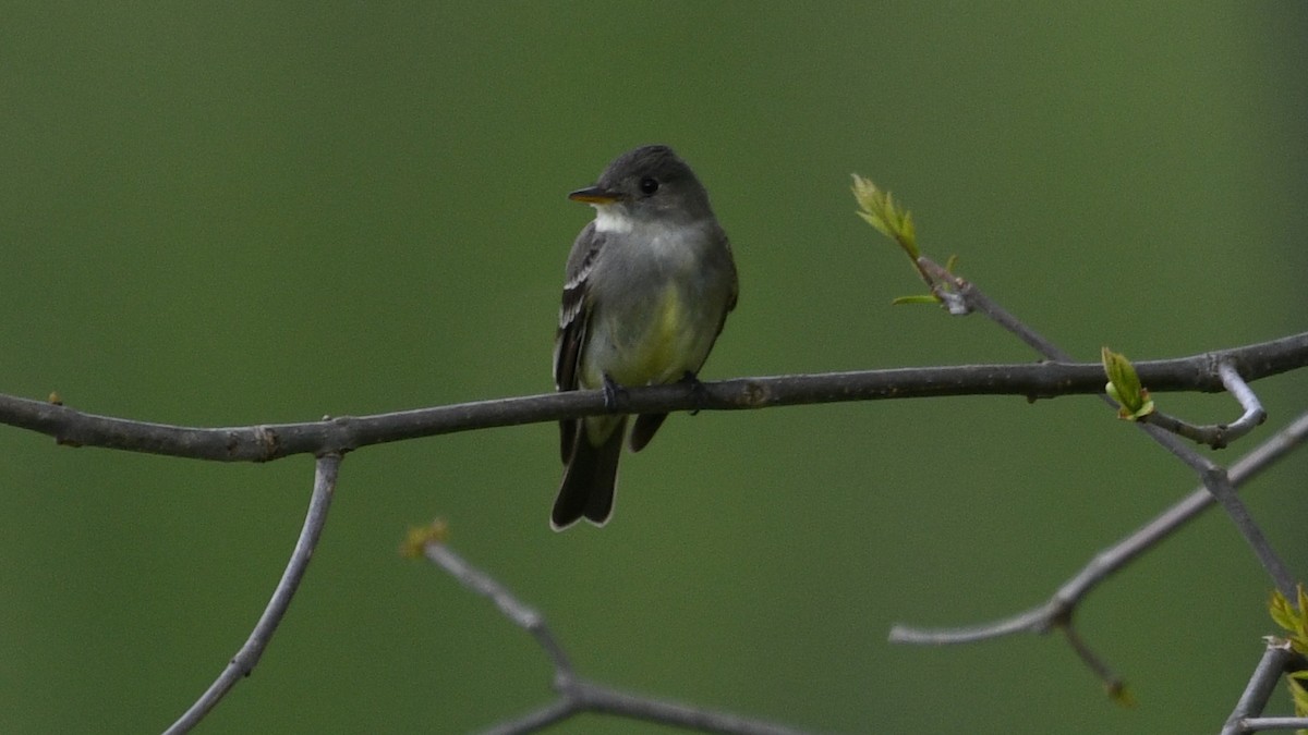 Eastern Wood-Pewee - ML337195941