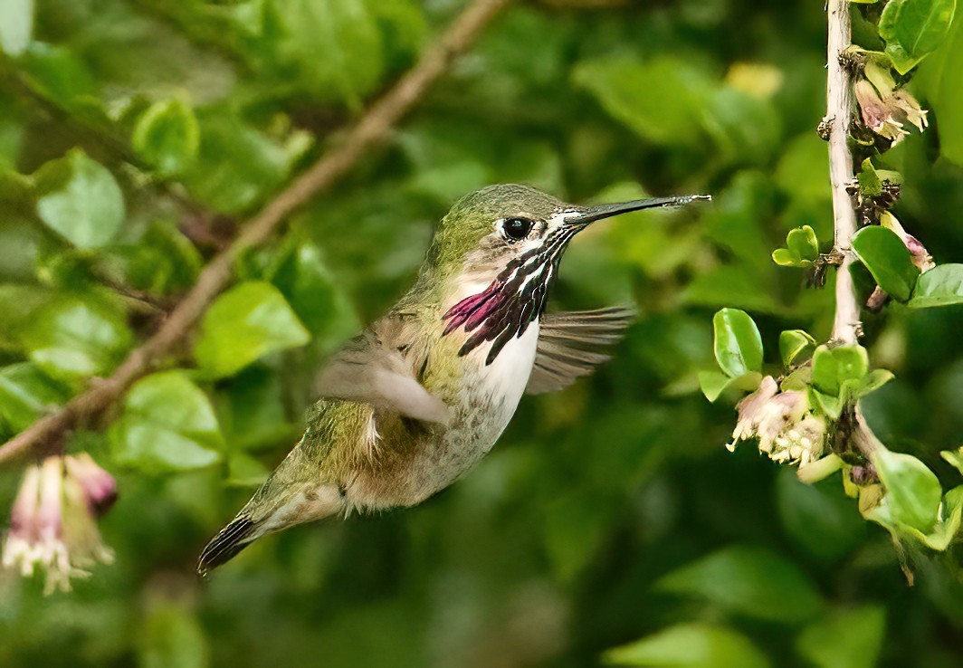 Calliope Hummingbird - ML337196791