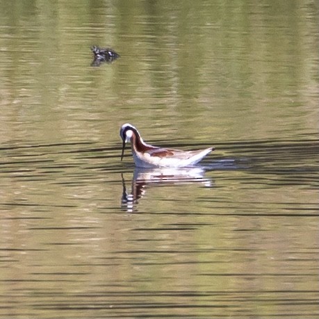 Wilson's Phalarope - ML337197771