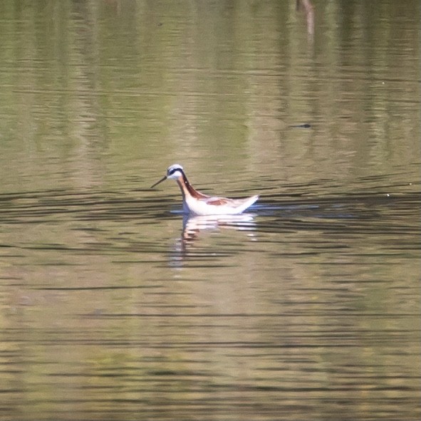 Wilson's Phalarope - ML337197781