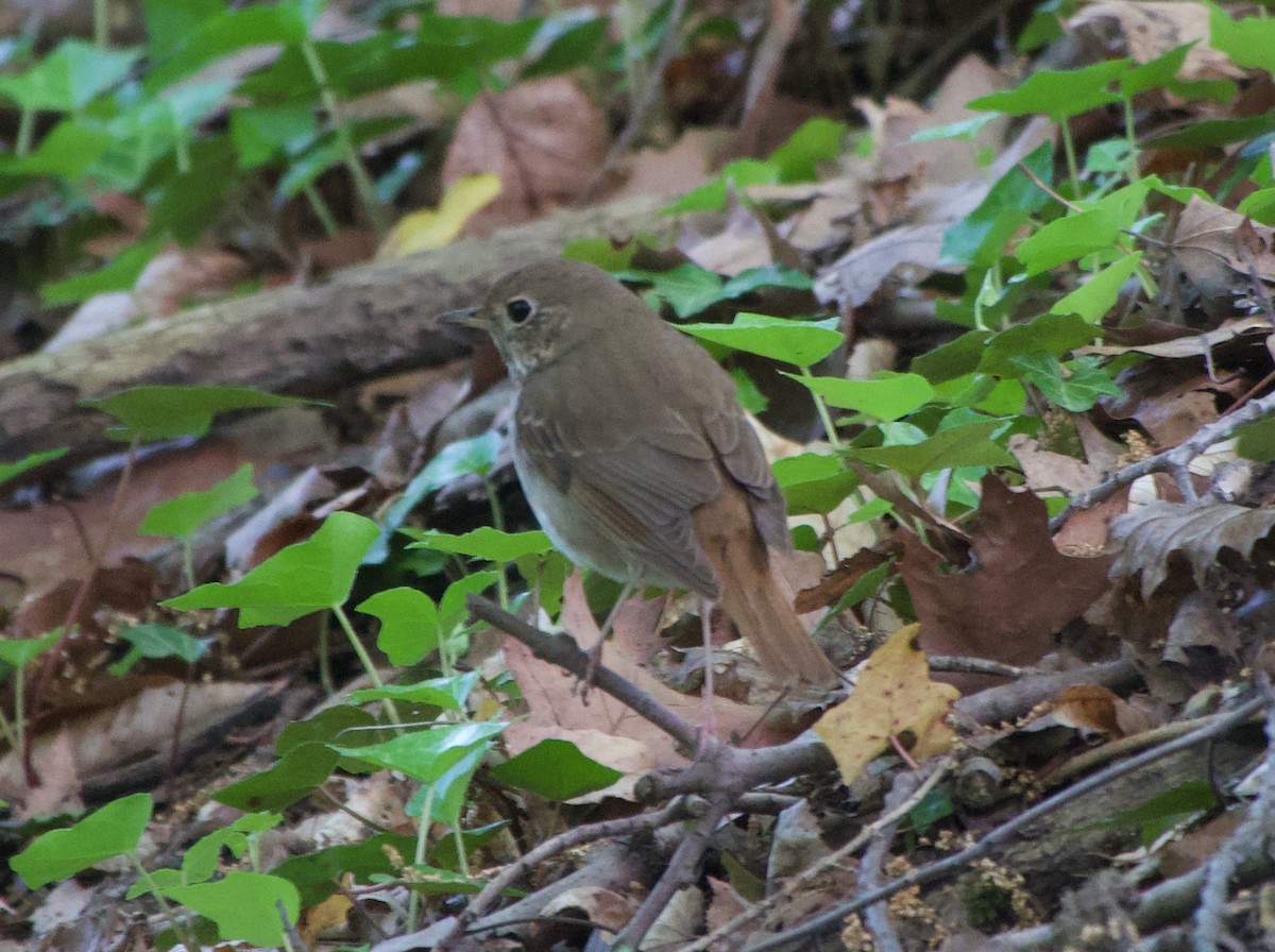 drozd rezavoocasý - ML337197821