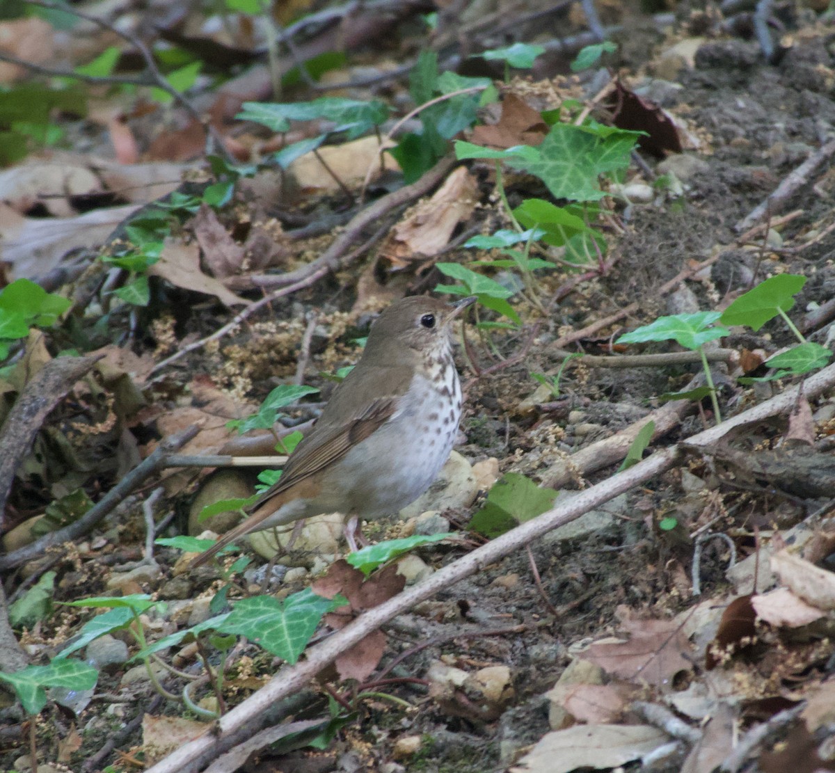 drozd rezavoocasý - ML337197851
