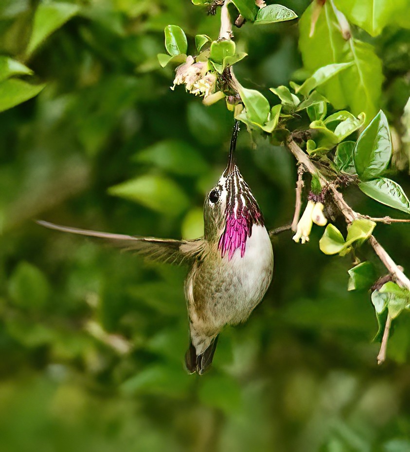 Calliope Hummingbird - ML337199191