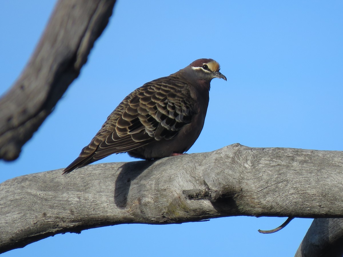 Common Bronzewing - ML337199381