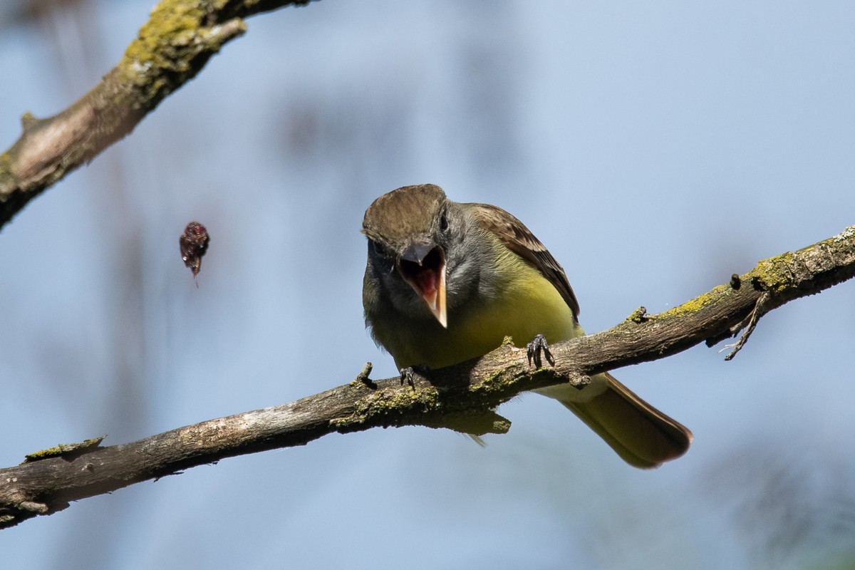 Great Crested Flycatcher - Ryan Griffiths