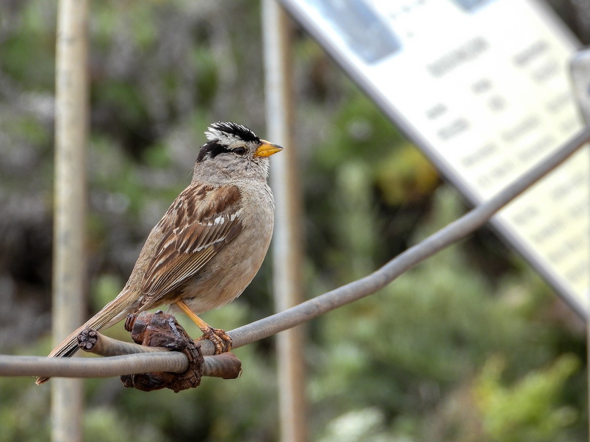 White-crowned Sparrow - James Maley