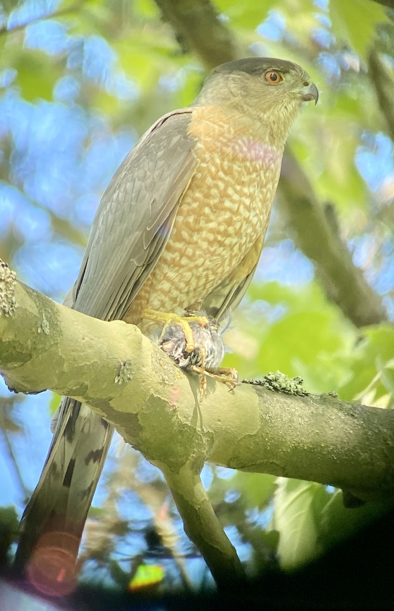 Cooper's Hawk - ML337202401