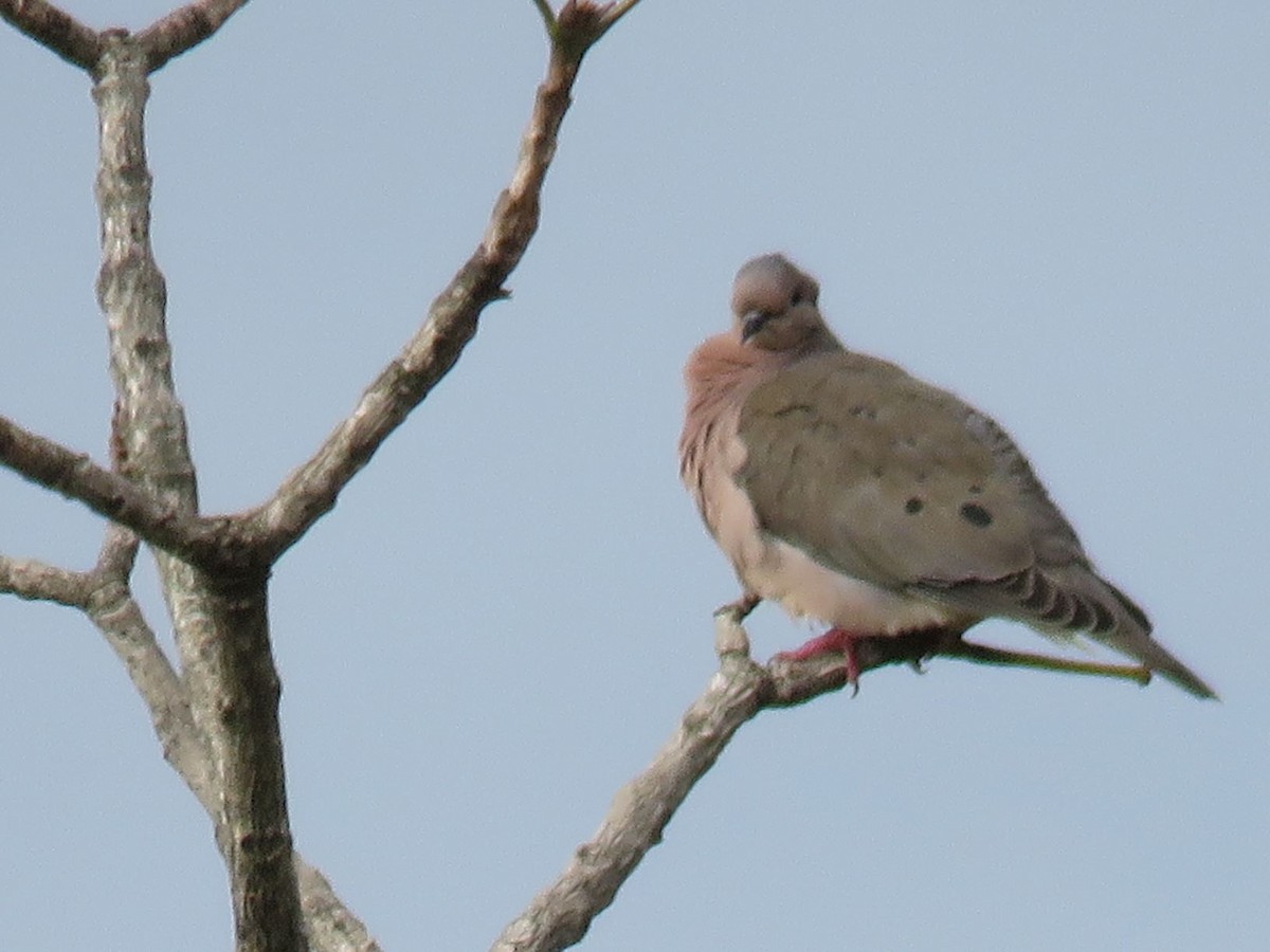 Picui Ground Dove - Gina Muñoz