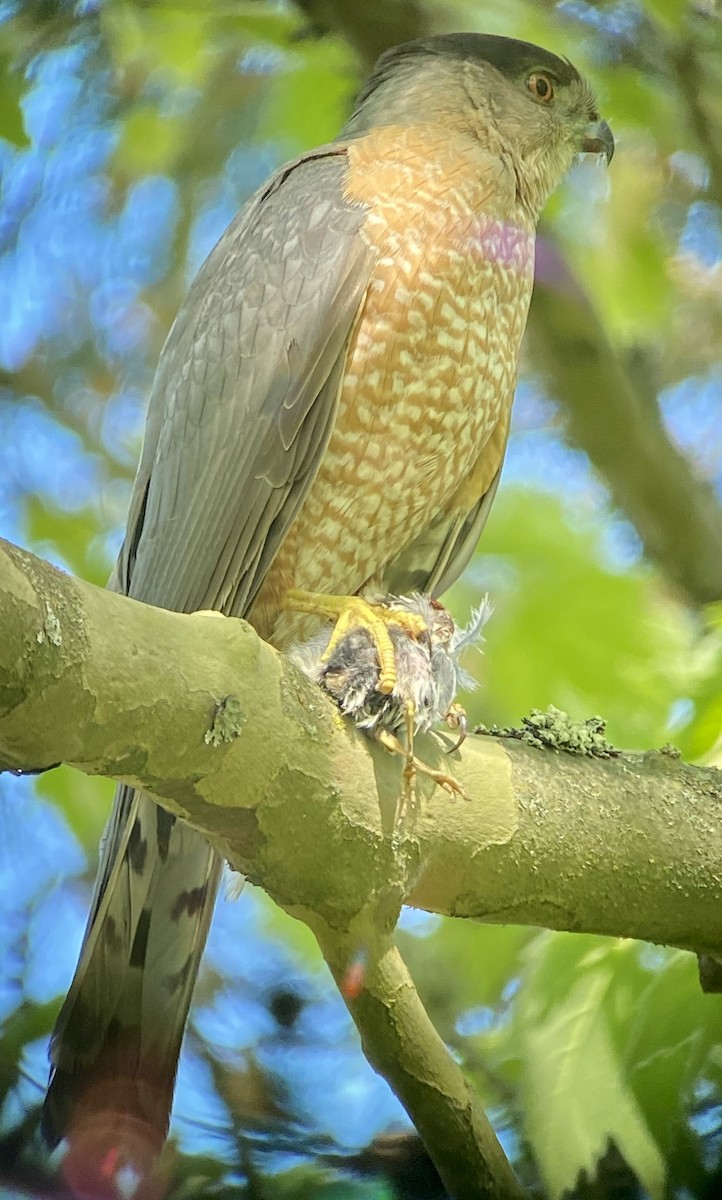 Cooper's Hawk - ML337202671