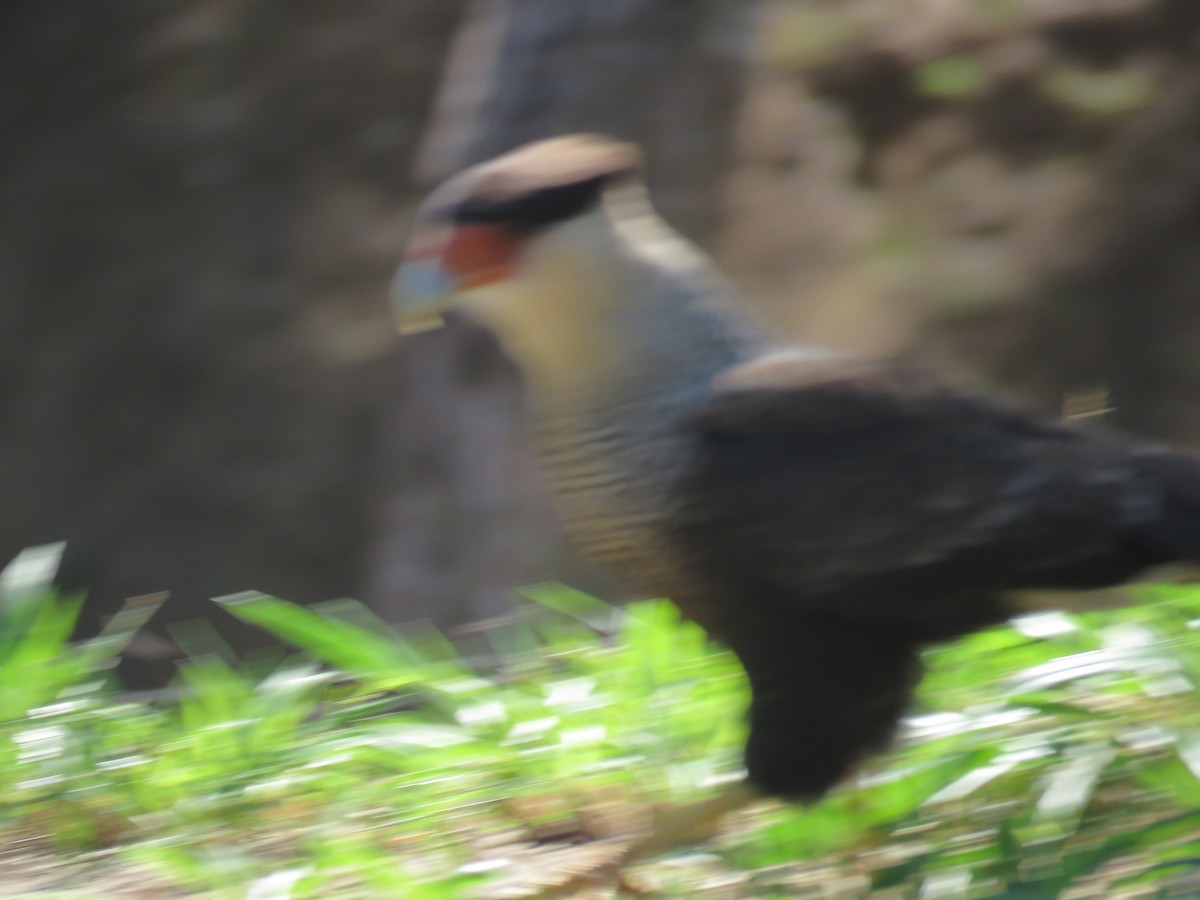 Caracara huppé (plancus) - ML337203311