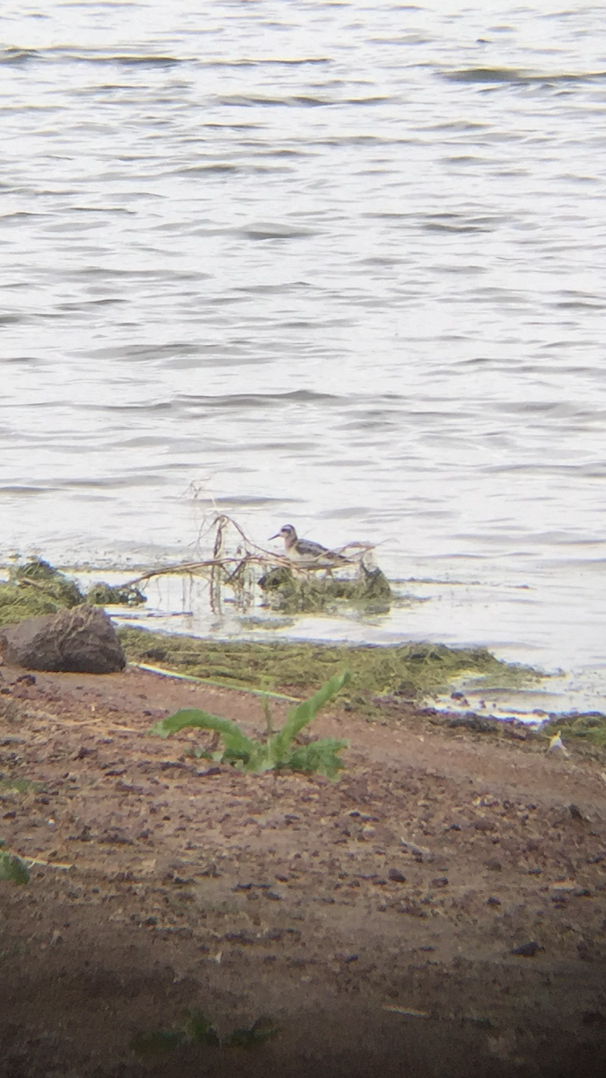 Phalarope à bec étroit - ML33720361