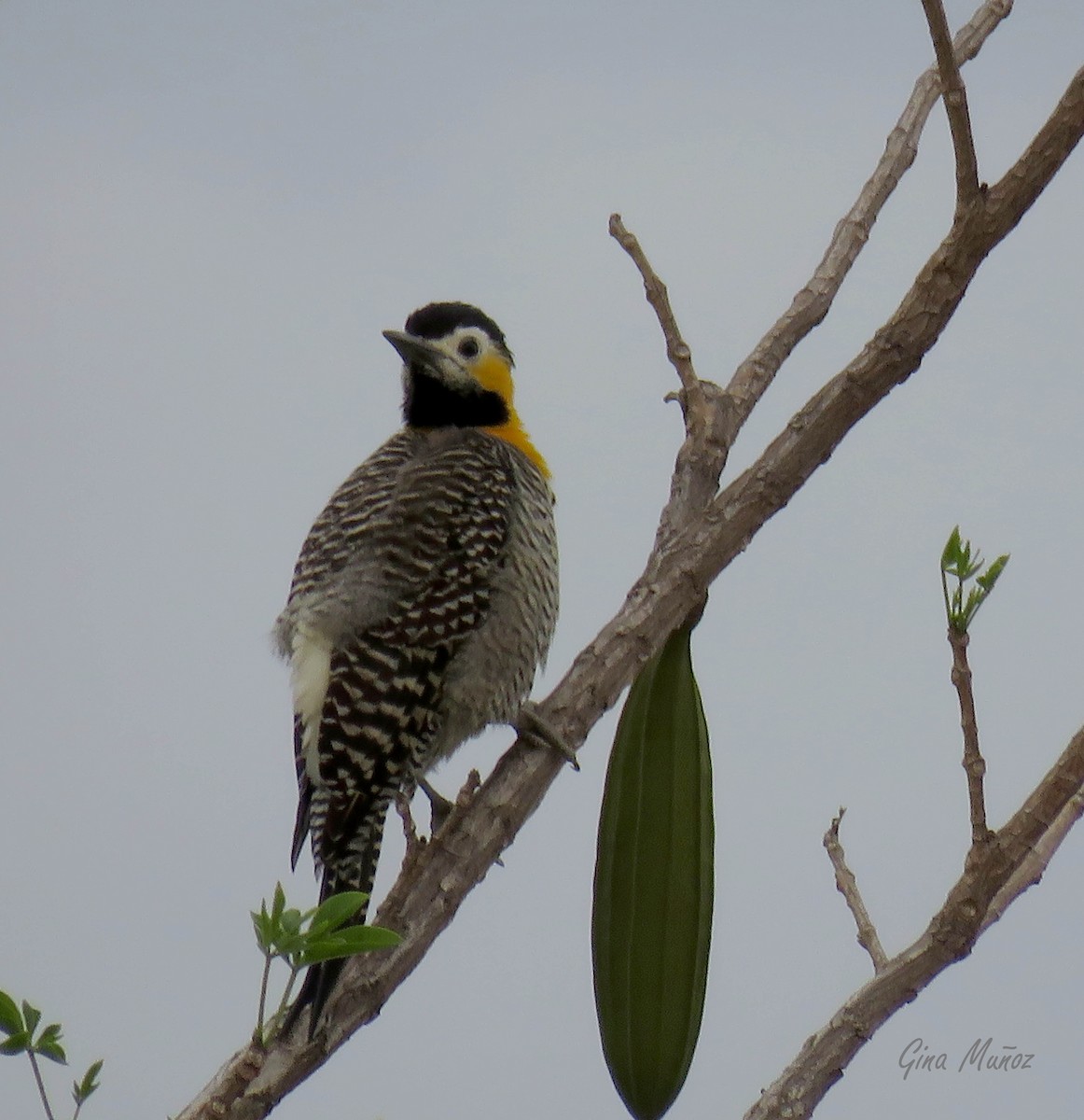 Campo Flicker - ML337204691