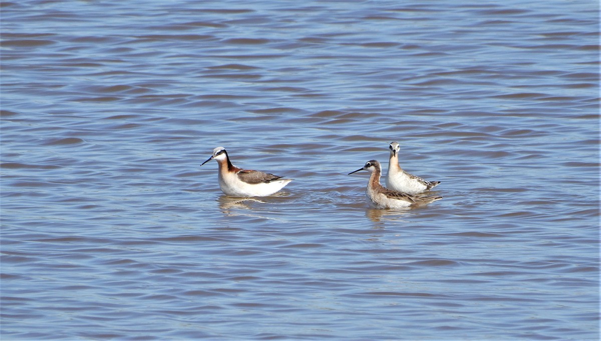 Falaropo Tricolor - ML337205731