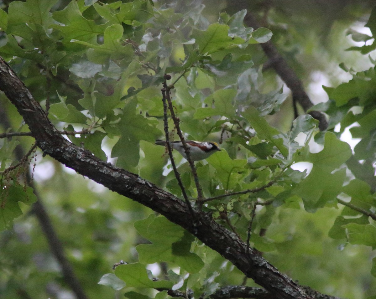 Chestnut-sided Warbler - ML337206291