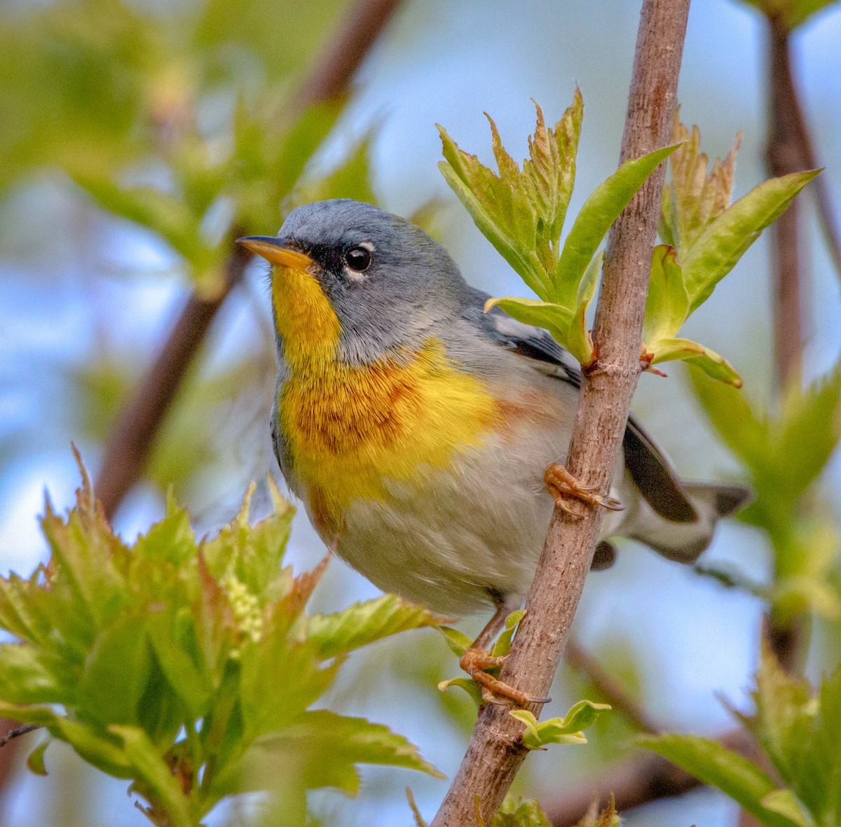 Northern Parula - ML337206331