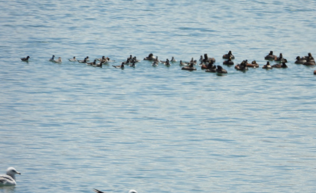 Phalarope à bec étroit - ML337207221