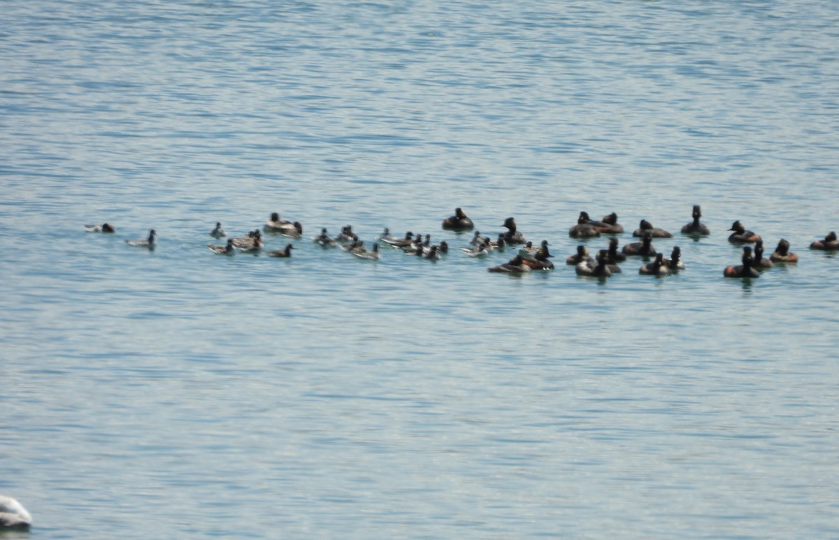 Red-necked Phalarope - Marsha Walling