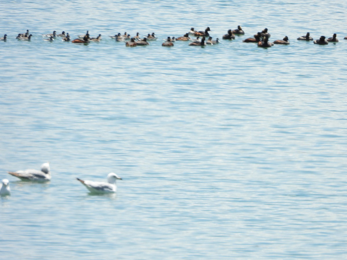 Red-necked Phalarope - Marsha Walling