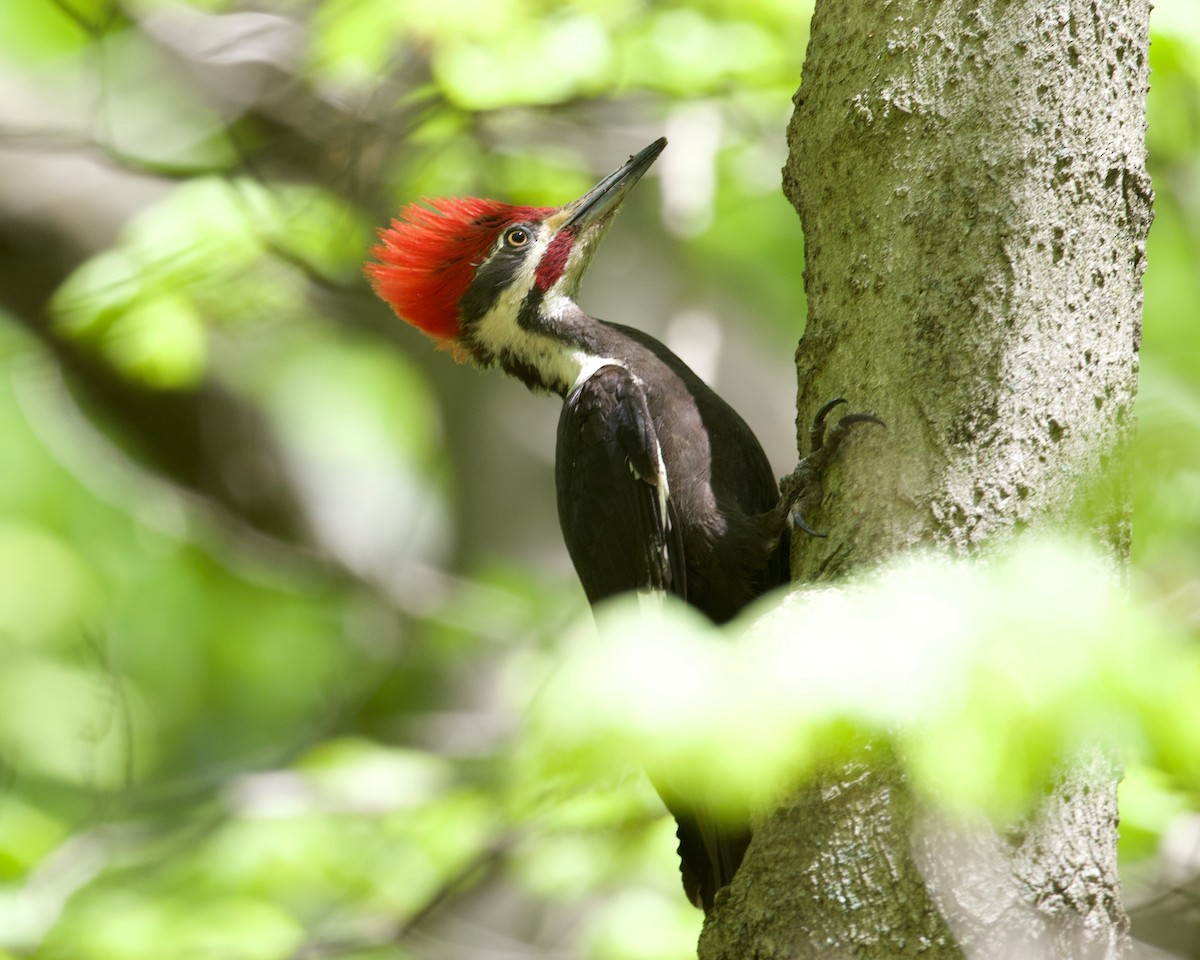 Pileated Woodpecker - ML337208281